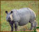 Great Indian Rhinoceros